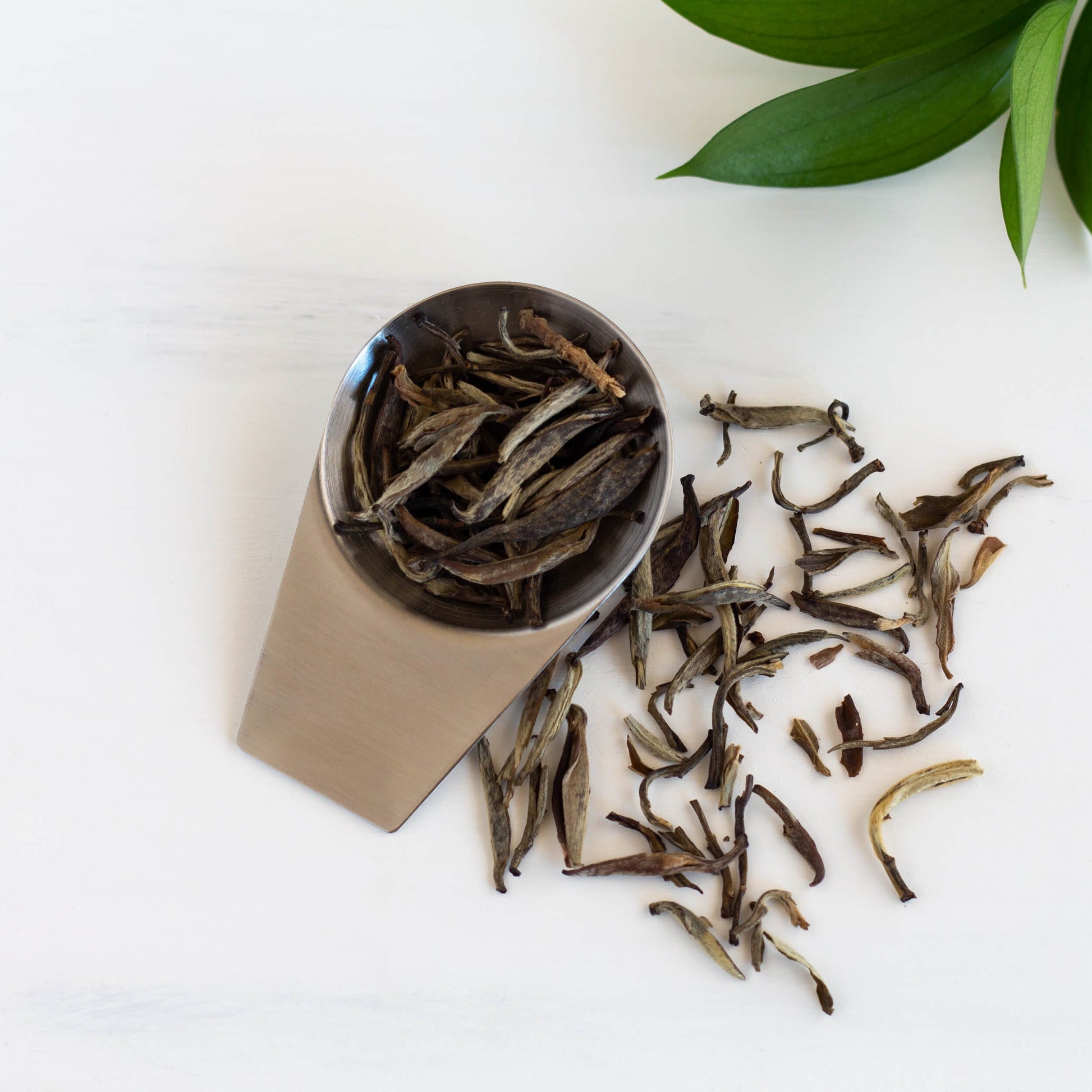 Jasmine Silver Needle White Tea shown as loose leaf tea in a silver scoop with loose tea leaves around it.