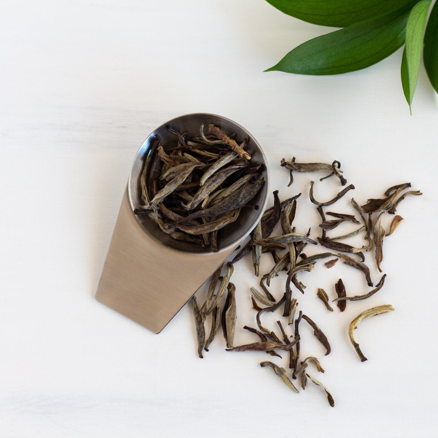 Small Stainless Steel Tea Scoop